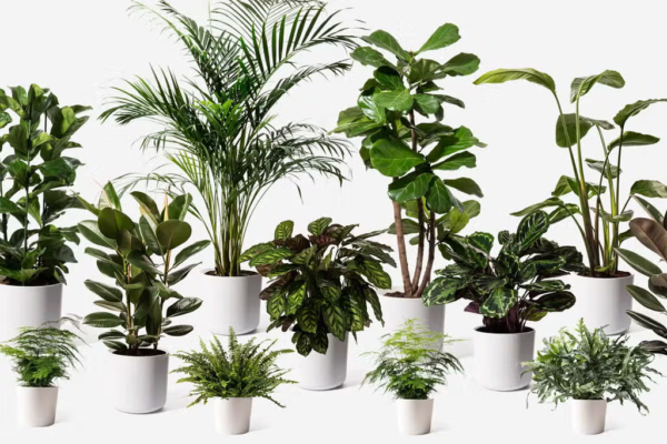 گرانترین گیاهان آپارتمانی