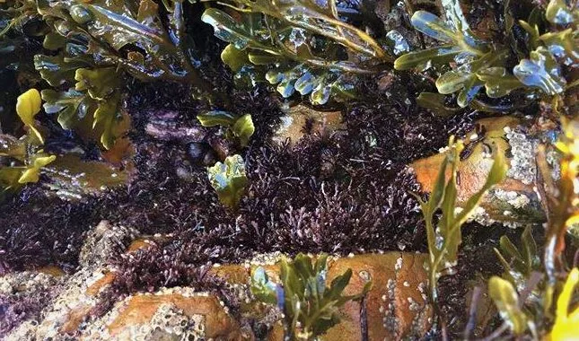 کود جلبک دریایی برای چه گیاهانی مناسب است؟